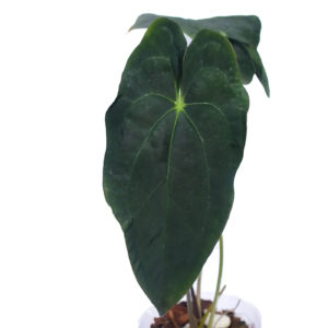 Anthurium Amazon Beauty x Anthurium papillilaminum2