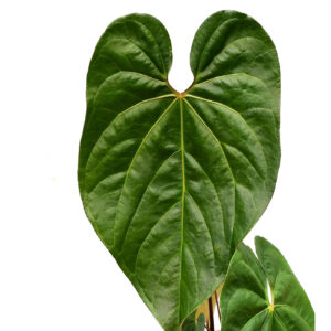 Anthurium Amazon Fox ‘Inverse crossing’